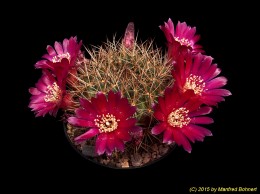 Sulcorebutia tiraquensis v. oenantha f. EPIZANA WR602 2206